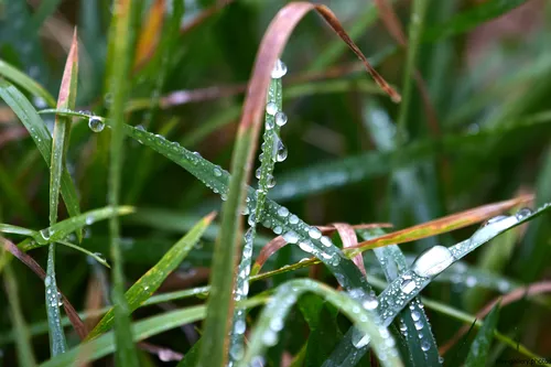 This still life photograph captures garden grass covered in water droplets during the early afternoon in autumn. The image focuses on the fine details of nature, highlighting elongated blades of plants with dew or rain drops delicately clinging to their surfaces. The rich green and subtle brown hues of the grass reflect the seasonal change, and the close-up composition draws attention to the texture and freshness brought by the water droplets. The scene provides a clear representation of autumnal grass in a natural garden setting, showcasing the intricate interplay between plants and moisture.